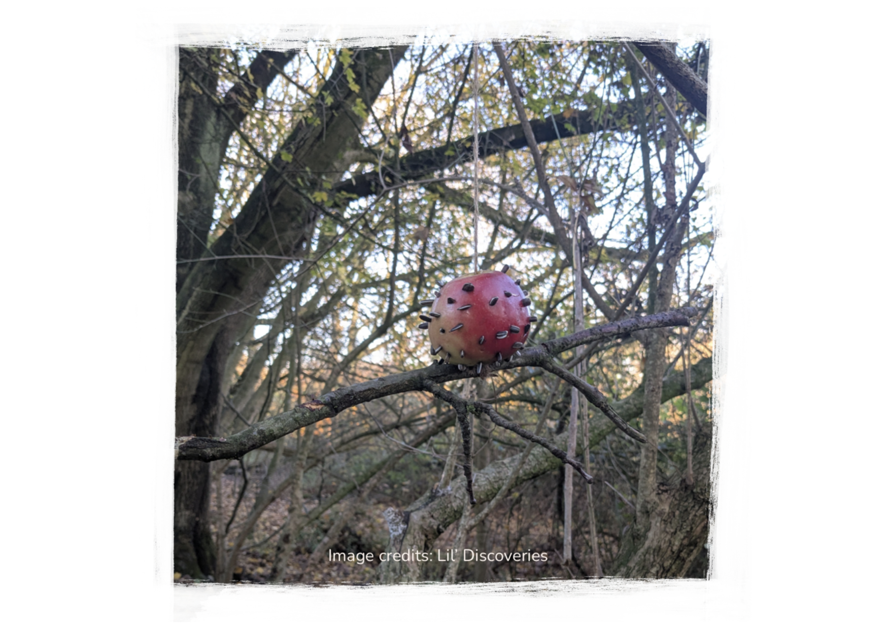 healthy food for birds